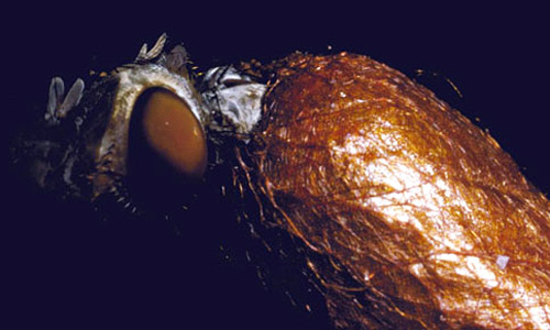 Adult of the redheaded pine sawfly, Neodiprion lecontei (Fitch), emerging from a cocoon.