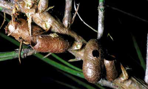 Cocoons of the blackheaded pine sawfly, Neodiprion excitans Rohwer. Adults have emerged from pupal cases with the ends of the cases missing. Openings in the sides of cases indicate the emergence of a parasite. 