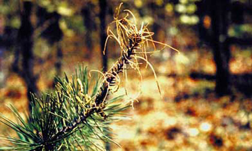 Straw-like feeding injury caused by young larvae of the Virginia pine sawfly, Neodiprion pratti pratti (Dyar). 