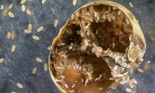 Eggs inside brood chamber of female scale Allokermes kingii (Cockerell).