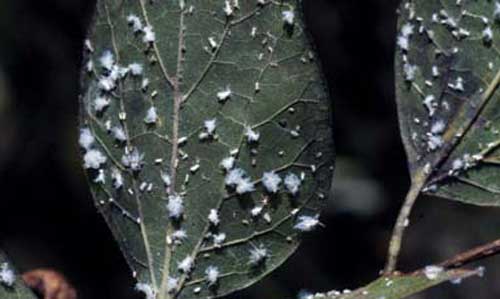A colony of Shivaphis celti Das, an Asian hackberry aphid, colony on Celtis. Note copious quantities of bluish white wax around the insects. 