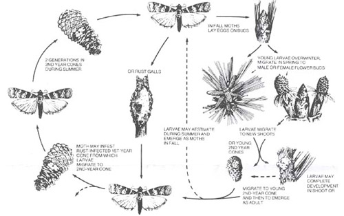 Diagram of major aspects of comple life cycle of the southern pine coneworm, Dioryctria amatella (Hulst) On loblolly pine, the cones-to-gall cycle (left) is typical; in slash and longleaf pines, a variety of additional host plants parts may be fed upon in the spring (from Hedlin et al. 1981).