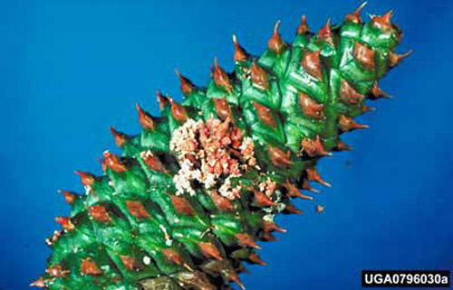 Damage to a mature pine cone, caused by feeding of the southern pine coneworm, Dioryctria amatella (Hulst). 