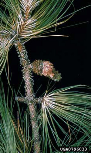 Damage to an immature pine cone, caused by feeding of the southern pine coneworm, Dioryctria amatella (Hulst). 