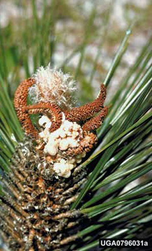 Bud and shoot damage following male flower injuries on longleaf pine due to feeding by larvae of the southern pine coneworm, Dioryctria amatella (Hulst).
