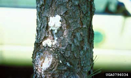 Attack on pruning wounds in a loblolly seed orchard by larvae of the southern pine coneworm, Dioryctria amatella (Hulst). 