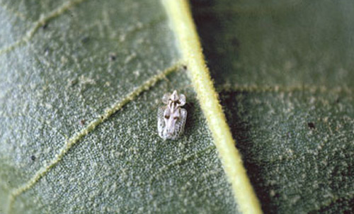 Adult sycamore lace bug, Corythucha ciliata (Say). 