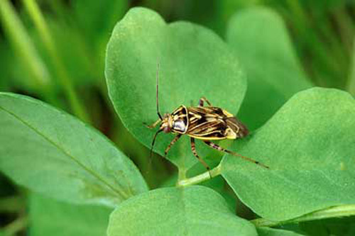 Adult tarnished plant bug