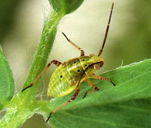 Fourth or fifth stage nymph of the tarnished plant bug