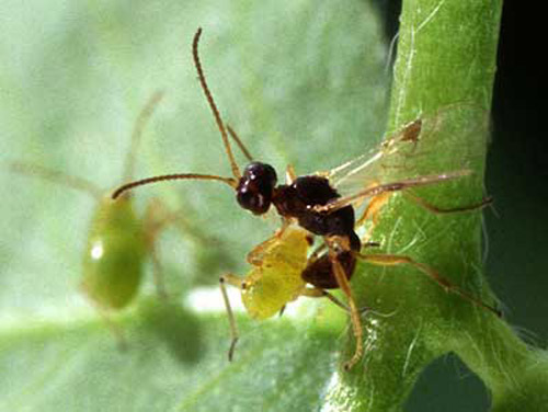 A quarter-inch-long parasitic wasp