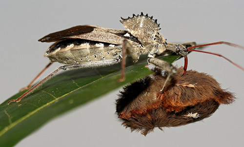 Adult wheel bug, Arilus cristatus (Linnaeus), feeding on a puss caterpillar, Megalopyge opercularis (Smith)