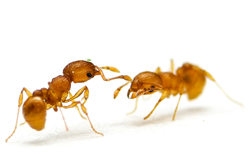 Lateral view of the little fire ant, Wasmannia auropunctata (Roger). 