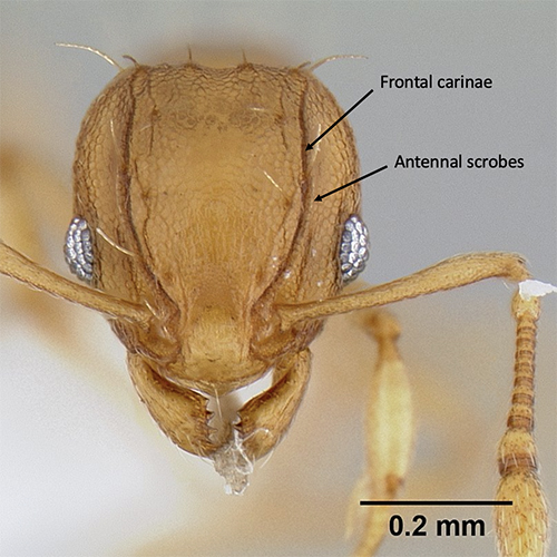 Figure 4. Anterior view of Wasmannia auropunctata (Roger) worker. Key characteristics of the genus are the frontal carinae (distinct ridge running longitudinally from the antennal insertion to the occiput of the head) and antennal scrobes (groove lateral to the frontal carinae that accommodates retracted antennae). Photograph by Michael Branstetter, California Academy of Sciences, from https://www.antweb.org/, CC License number CC-BY-SA-3.0. 