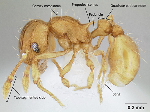 Figure 5. Lateral view of Wasmannia auropunctata (Roger) worker. The convex mesosoma without a mesonotal suture, length of the peduncle (equal to the length of the node), shape of the petiolar node (quadrate), and pair of propodeal spines are characteristic of this species. Photograph by Michael Branstetter, California Academy of Sciences, from https://www.antweb.org/, CC License number CC-BY-SA-3.0.