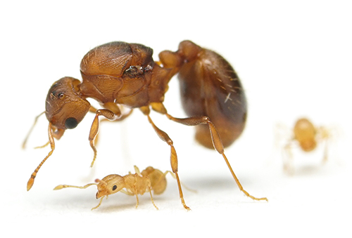 Figure 6. Wasmannia auropunctata (Roger) queen and workers. Note difference in size and coloration. Photograph by Virginia Rose Seagal, University of Florida. 