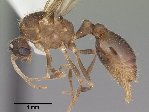 Figure 8. Wasmannia auropunctata (Roger) male. Photograph by April Nobile, California Academy of Sciences, from https://www.antweb.org/, CC License number CC-BY-SA-3.0.
