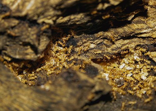 Figure 9. A fragment of a Wasmannia auropunctata (Roger) colony nesting within dead wood. Pale pupae can be seen among the yellow workers. Photograph by Virginia Rose Seagal, University of Florida. 