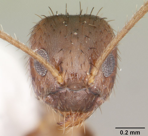 Frontal view of the head of a Nylanderia bourbonica (Forel) worker. 