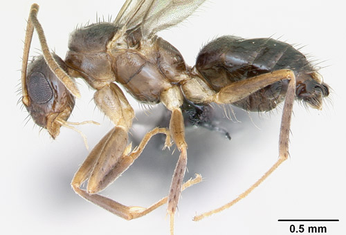 Profile view of Nylanderia bourbonica (Forel) male. 