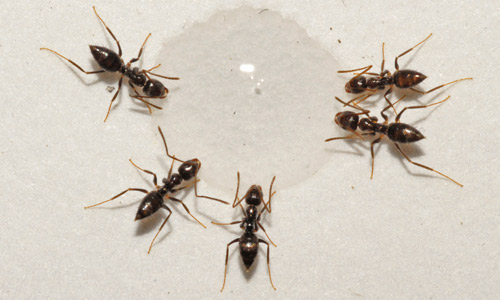 Nylanderia bourbonica (Forel) workers feeding on liquid ant bait.