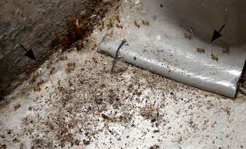 Debris caused by bigheaded ants, Pheidole megacephala (Fabricius), inside a structure on a tiled floor. Arrows indicate trailing ants.