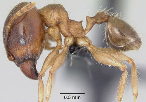 Lateral view of major worker of the bigheaded ant, Pheidole megacephala (Fabricius). Specimen is from Reunion.
