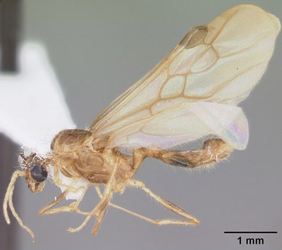 Lateral view of reproductive (swarmer) caste bigheaded ant, Pheidole megacephala (Fabricius). Specimen is from Tampa, Florida. 