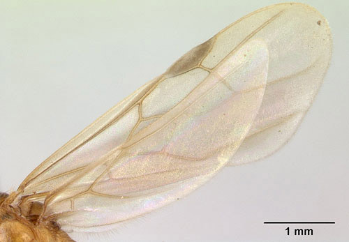 Side view of wings of a reproductive (swarmer) caste bigheaded ant, Pheidole megacephala (Fabricius). 
