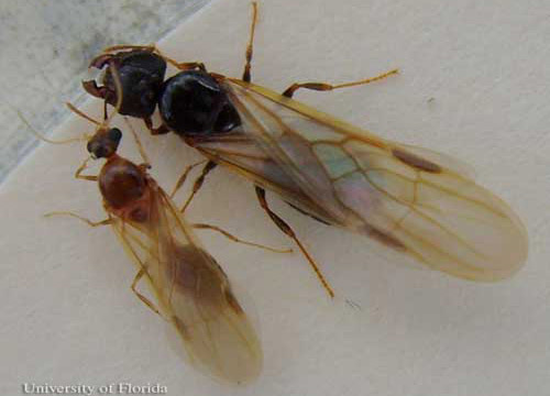 Bigheaded ant , Pheidole megacephala (Fabricius), alates. Male (left), female (above, right). 