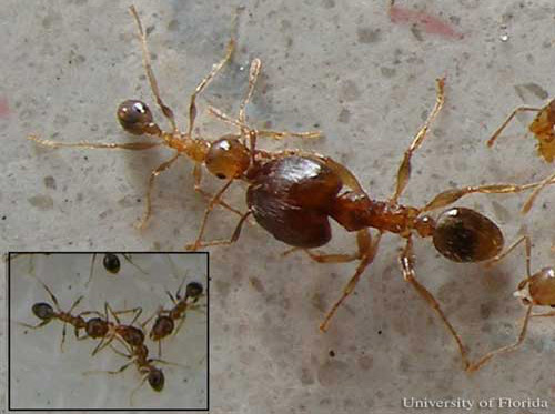 Trophallaxis between major and minor workers, and between two minor workers (insert), of the bigheaded ant, Pheidole megacephala (Fabricius). 