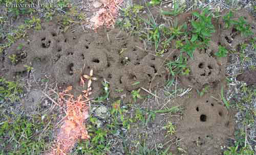 Bigheaded ant, Pheidole megacephala (Fabricius), nest site in sandy soil after rain. 