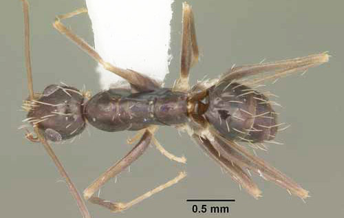 Dorsal view of a crazy ant, Paratrechina longicornis (Latreille). Ant collected in Florida, United States. 