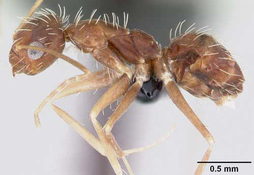 Lateral view of a crazy ant, Paratrechina longicornis (Latreille), showing the setae. Ant collected in Réunion. 