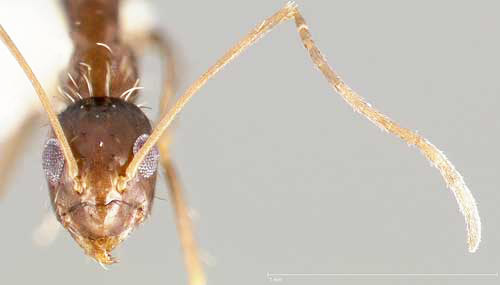 Frontal view of a crazy ant, Paratrechina longicornis (Latreille), showing the long, 12-segmented antenna and the position of the eyes. Ant collected in California, United States. 