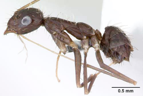 Lateral view of a crazy ant, Paratrechina longicornis (Latreille), showing the petiole. Ant collected in Paraguay.