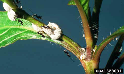 Workers of the crazy ant, Paratrechina longicornis (Latreille), frequently tend mealybugs and related insects for the sugary honeydew produced by these insects. 