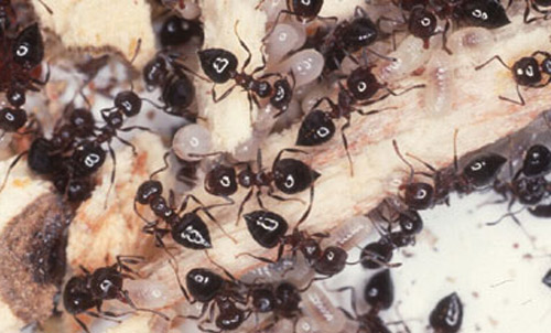 Workers and brood of the acrobat ant, Crematogaster ashmeadi Emery.