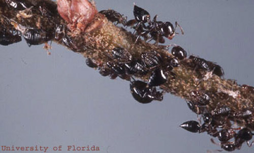 Workers of the acrobat ant, Crematogaster ashmeadi Emery, tending aphids.