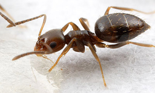 A live worker of the dark rover ant, Brachymyrmex patagonicus Mayr.