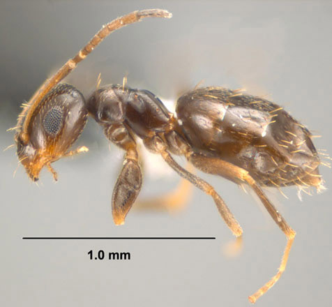 Mounted worker of the dark rover ant, Brachymyrmex patagonicus Mayr.