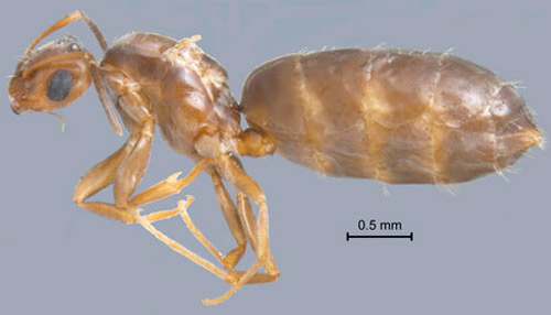 A queen of the dark rover ant, Brachymyrmex patagonicus Mayr.