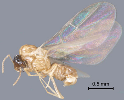 A male alate of the dark rover ant, Brachymyrmex patagonicus Mayr.