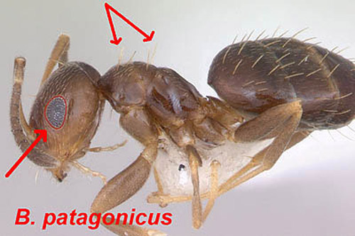 Nine segmented antenna of the dark rover ant, Brachymyrmex patagonicus Mayr, a characteristic of this genus.