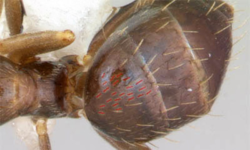 Dorsal view of the dark rover ant, Brachymyrmex patagonicus Mayr, showing characteristically appressed hairs on gaster.