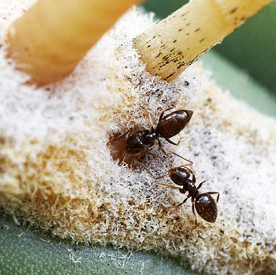 Workers of the dark rover ant, Brachymyrmex patagonicus Mayr, feeding at extrafloral nectaries of a barrel cactus.