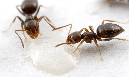Workers of the dark rover ant, Brachymyrmex patagonicus Mayr, feeding on honey bait.