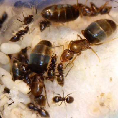 Laboratory colony of the dark rover ant, Brachymyrmex patagonicus Mayr, showing eggs (small translucent capsules), pupae (large white capsules), workers (smaller ants), and queens (larger ants).