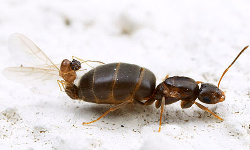Mating pair of alates of the dark rover ant, Brachymyrmex patagonicus Mayr.