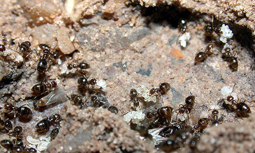 Nest of the dark rover ant, Brachymyrmex patagonicus Mayr, in Paraguay, showing eggs, larvae, workers, male and female alates.