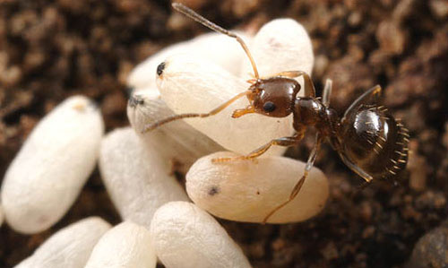 Worker of the dark rover ant, Brachymyrmex patagonicus Mayr, and pupae in silk coccoons.